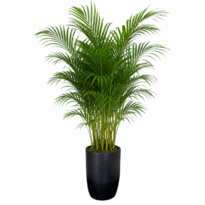 Grand Areca Palm Tree with Planter 270cm
