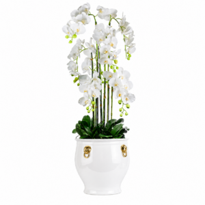 Imperial White Orchid in White Ceramic Lion Planter