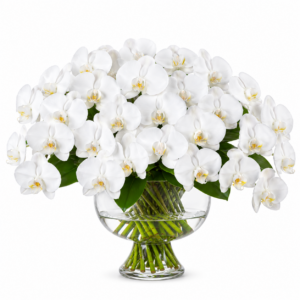 Atelier White Orchid Centrepiece in Glass Urn