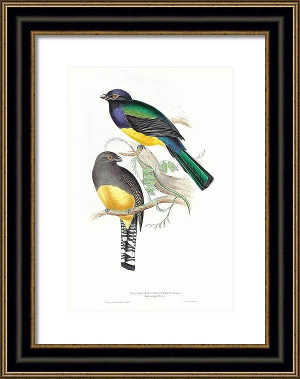 Tropical Trogons IV Framed Print - Avant Garde Furniture - Designer Furniture Store & Luxury Home Decor