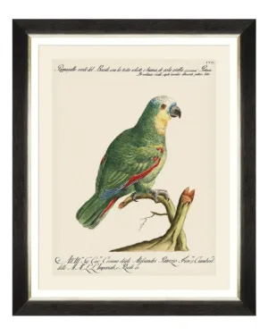 Parrots of South America Fine Art Print 50cm - Avant Garde Furniture - Designer Furniture Store & Luxury Home Decor