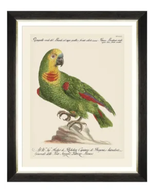 Parrots of South America Fine Art Print 50cm - Avant Garde Furniture - Designer Furniture Store & Luxury Home Decor