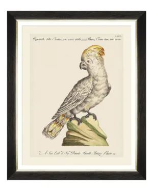 Parrots of South America Fine Art Print 50cm - Avant Garde Furniture - Designer Furniture Store & Luxury Home Decor