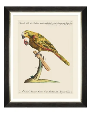 Parrots of South America Fine Art Print 50cm - Avant Garde Furniture - Designer Furniture Store & Luxury Home Decor