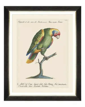 Parrots of South America Fine Art Print 50cm - Avant Garde Furniture - Designer Furniture Store & Luxury Home Decor