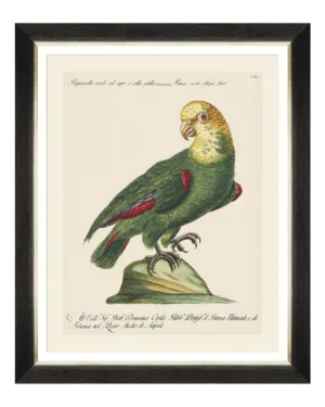 Parrots of South America Fine Art Print 50cm - Avant Garde Furniture - Designer Furniture Store & Luxury Home Decor