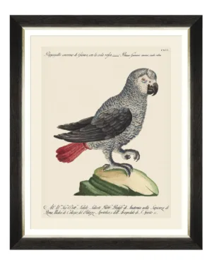 Parrots of South America Fine Art Print 50cm - Avant Garde Furniture - Designer Furniture Store & Luxury Home Decor