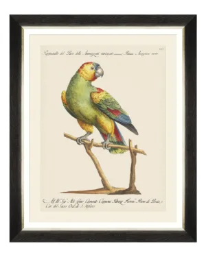 Parrots of South America Fine Art Print 50cm - Avant Garde Furniture - Designer Furniture Store & Luxury Home Decor