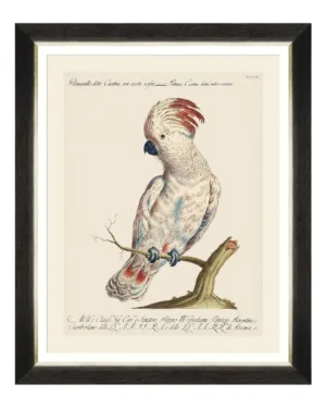 Parrots of South America Fine Art Print 50cm - Avant Garde Furniture - Designer Furniture Store & Luxury Home Decor
