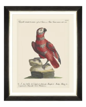 Parrots of South America Fine Art Print 50cm - Avant Garde Furniture - Designer Furniture Store & Luxury Home Decor