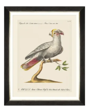 Parrots of South America Fine Art Print 50cm - Avant Garde Furniture - Designer Furniture Store & Luxury Home Decor