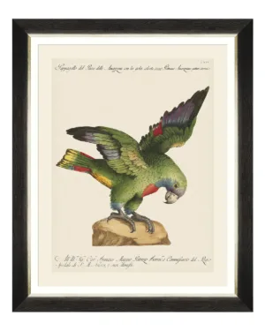 Parrots of South America Fine Art Print 50cm - Avant Garde Furniture - Designer Furniture Store & Luxury Home Decor