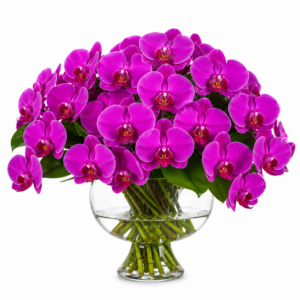 Atelier Fuchsia Orchid Centrepiece in Glass Urn