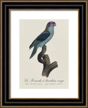 Le Perroquet Exotic Parrots No.10 Fine Art Print 55cm - Avant Garde Furniture - Designer Furniture Store & Luxury Home Decor