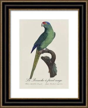 Le Perroquet Exotic Parrots No.13 Fine Art Print 55cm - Avant Garde Furniture - Designer Furniture Store & Luxury Home Decor
