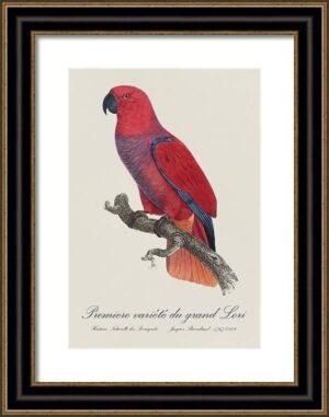 Le Perroquet Exotic Parrots No.11 Fine Art Print 55cm - Avant Garde Furniture - Designer Furniture Store & Luxury Home Decor