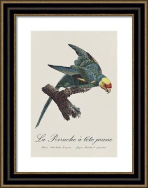 Le Perroquet Exotic Parrots No.12 Fine Art Print 55cm - Avant Garde Furniture - Designer Furniture Store & Luxury Home Decor