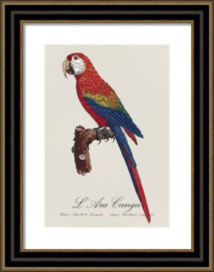 Le Perroquet Exotic Parrots No.14 Fine Art Print 55cm - Avant Garde Furniture - Designer Furniture Store & Luxury Home Decor