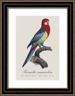 Le Perroquet Exotic Parrots No.15 Fine Art Print 55cm - Avant Garde Furniture - Designer Furniture Store & Luxury Home Decor