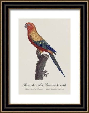 Le Perroquet Exotic Parrots No.16 Fine Art Print 55cm - Avant Garde Furniture - Designer Furniture Store & Luxury Home Decor