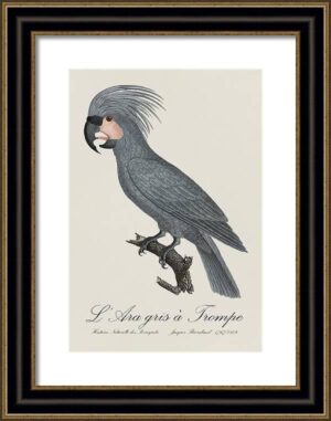 Le Perroquet Exotic Parrots No.17 Fine Art Print 55cm - Avant Garde Furniture - Designer Furniture Store & Luxury Home Decor