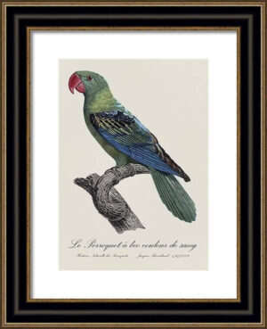Le Perroquet Exotic Parrots No.18 Fine Art Print 55cm - Avant Garde Furniture - Designer Furniture Store & Luxury Home Decor