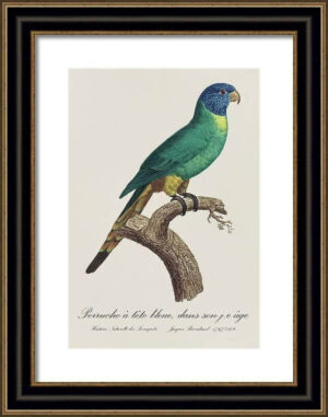 Le Perroquet Exotic Parrots No.19 Fine Art Print 55cm - Avant Garde Furniture - Designer Furniture Store & Luxury Home Decor