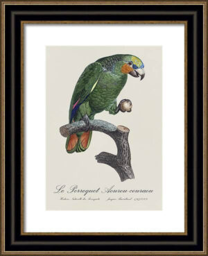 Le Perroquet Exotic Parrots No.19 Fine Art Print 55cm - Avant Garde Furniture - Designer Furniture Store & Luxury Home Decor
