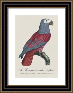 Le Perroquet Exotic Parrots No.1 Fine Art Print 55cm - Avant Garde Furniture - Designer Furniture Store & Luxury Home Decor