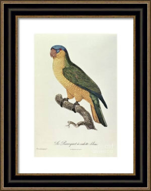 Le Perroquet Exotic Parrots No.20 Fine Art Print 55cm - Avant Garde Furniture - Designer Furniture Store & Luxury Home Decor