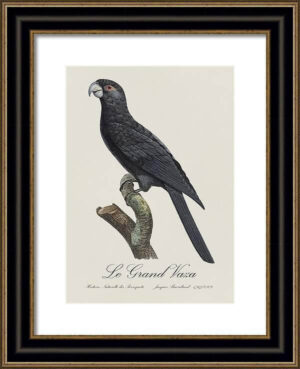 Le Perroquet Exotic Parrots No.21 Fine Art Print 55cm - Avant Garde Furniture - Designer Furniture Store & Luxury Home Decor