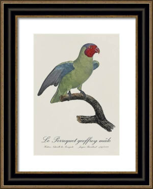 Le Perroquet Exotic Parrots No.22 Fine Art Print 55cm - Avant Garde Furniture - Designer Furniture Store & Luxury Home Decor