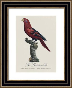 Le Perroquet Exotic Parrots No.24 Fine Art Print 55cm - Avant Garde Furniture - Designer Furniture Store & Luxury Home Decor