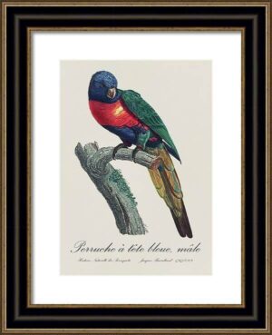 Le Perroquet Exotic Parrots No.25 Fine Art Print 55cm - Avant Garde Furniture - Designer Furniture Store & Luxury Home Decor