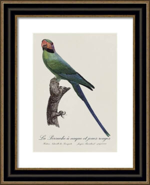 Le Perroquet Exotic Parrots No.26 Fine Art Print 55cm - Avant Garde Furniture - Designer Furniture Store & Luxury Home Decor