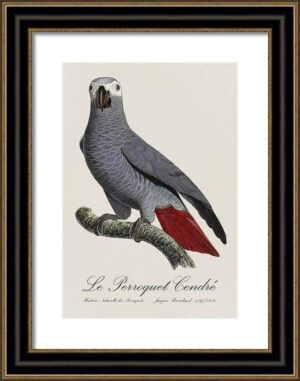 Le Perroquet Exotic Parrots No.2 Fine Art Print 55cm - Avant Garde Furniture - Designer Furniture Store & Luxury Home Decor