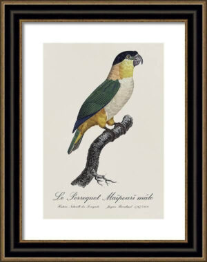 Le Perroquet Exotic Parrots No.3 Fine Art Print 55cm - Avant Garde Furniture - Designer Furniture Store & Luxury Home Decor