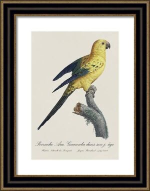 Le Perroquet Exotic Parrots No.4 Fine Art Print 55cm - Avant Garde Furniture - Designer Furniture Store & Luxury Home Decor