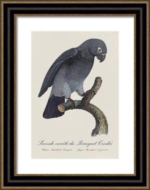 Le Perroquet Exotic Parrots No.5 Fine Art Print 55cm - Avant Garde Furniture - Designer Furniture Store & Luxury Home Decor