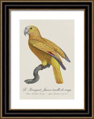 Le Perroquet Exotic Parrots No.6 Fine Art Print 55cm - Avant Garde Furniture - Designer Furniture Store & Luxury Home Decor