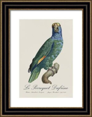 Le Perroquet Exotic Parrots No.8 Fine Art Print 55cm - Avant Garde Furniture - Designer Furniture Store & Luxury Home Decor
