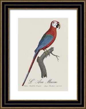 Le Perroquet Exotic Parrots No.9 Fine Art Print 55cm - Avant Garde Furniture - Designer Furniture Store & Luxury Home Decor