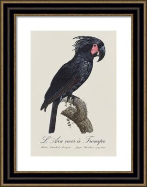 Le Perrotet Exotic Parrots No.7 Fine Art Print 55cm - Avant Garde Furniture - Designer Furniture Store & Luxury Home Decor
