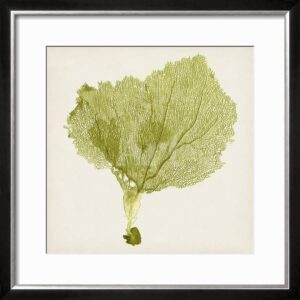 Sea Fan Fine Art Print IV 73cm - Avant Garde Furniture - Designer Furniture Store & Luxury Home Decor