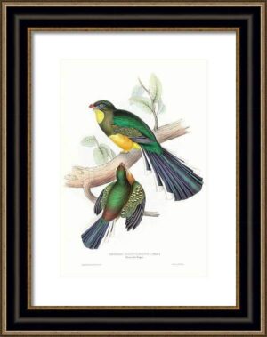 Tropical Trogons IV Framed Print - Avant Garde Furniture - Designer Furniture Store & Luxury Home Decor